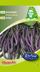 Purple Queen bokorbab - Kattintson a nagyobb képért! Purple Queen bokorbab képe